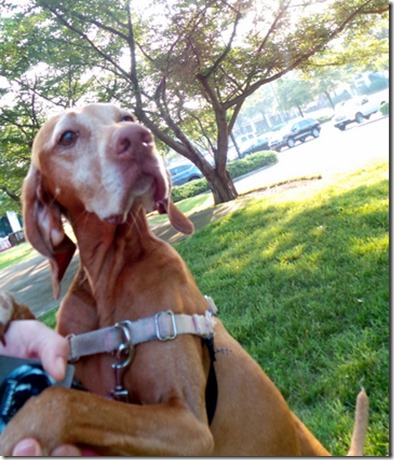 vizsla