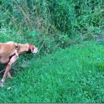 vizsla hunting vizsla hunting