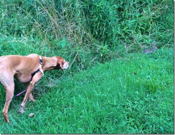 vizsla hunting