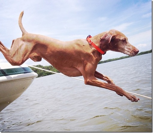 water dog