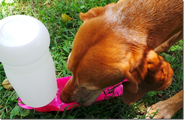 Dog Water Bottle