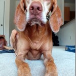 Pathetic Dog Pathetic Dog