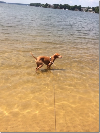 Vizsla in Lake