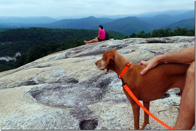 hiking vizsla