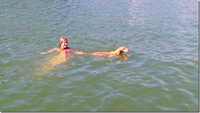 swimming vizsla