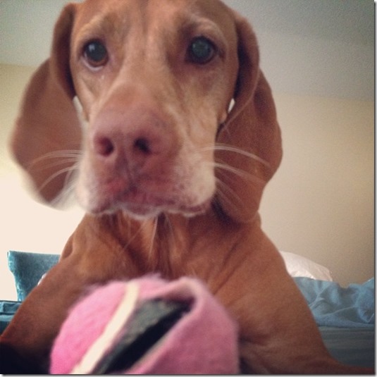 Sadie