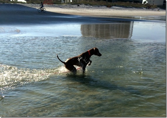 Dog Hunting Fish
