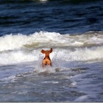 Dog Playing Beach Dog Playing Beach