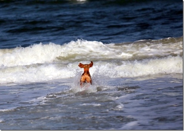 Dog Playing Beach