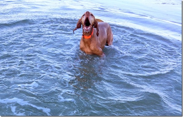 Dog in Tide Pool
