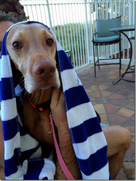 Dog in Towel