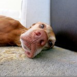 Lazy Vizsla Lazy Vizsla