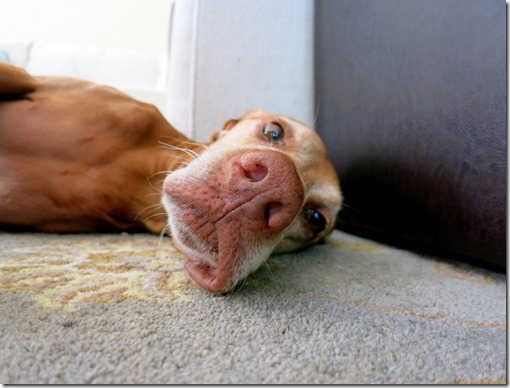 Lazy Vizsla