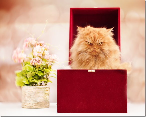 Angry Cat