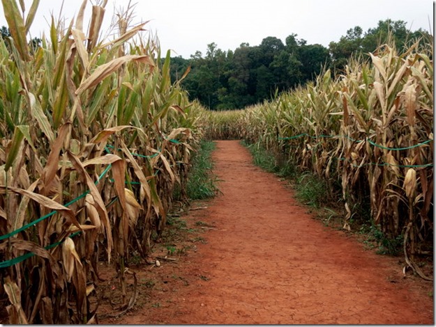 Corn Maze Charlotte
