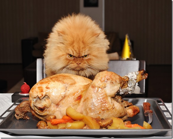 Garfi Angry Cat