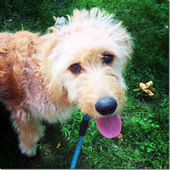 Goldendoodle Puppy