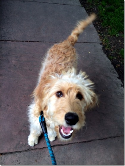 Goldendoodle