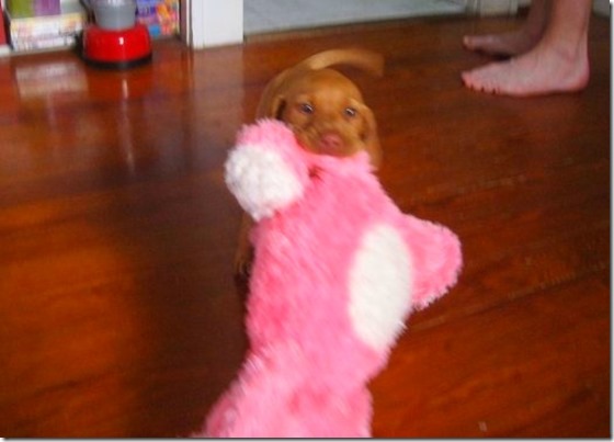 Sadie with Pig Toy