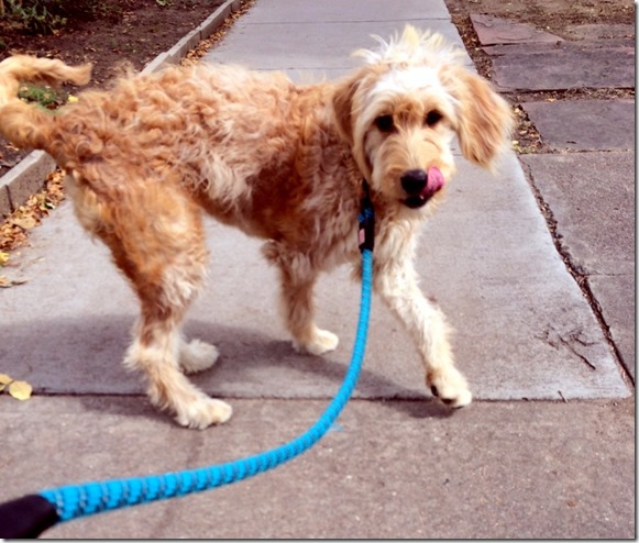 goldendoodle puppy cute