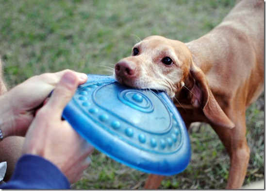 vizsla frizbee
