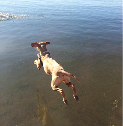 dog jumping into water