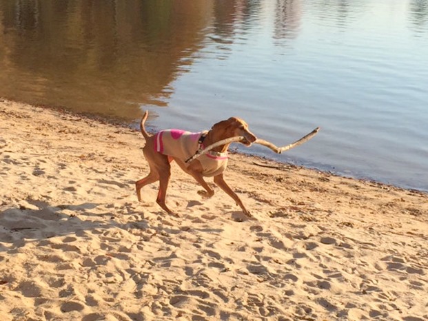 dog with big stick