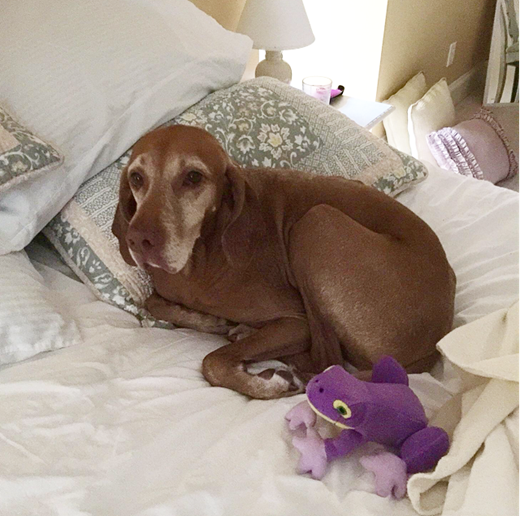 old vizsla