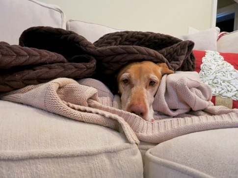 sleepy dog