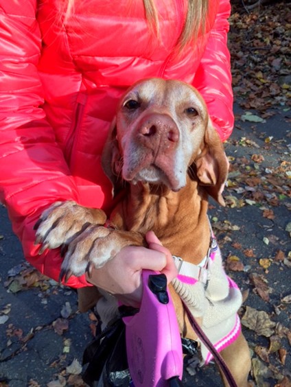 vizsla