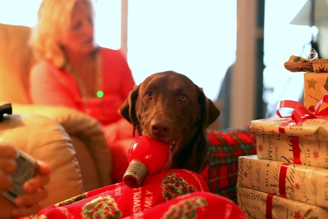 Chocolate Lab with Toy