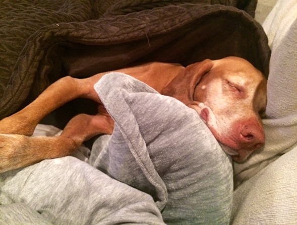 Sleepy Dog (2)
