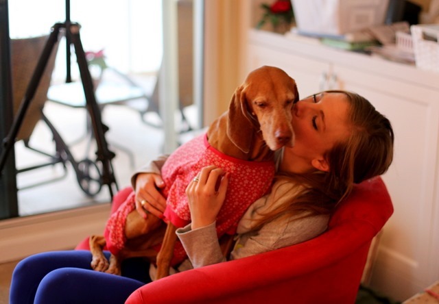 Vizsla Kisses