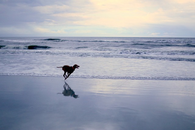 dog on beach