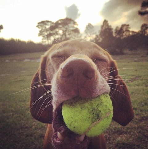 dog with ball_thumb[2]