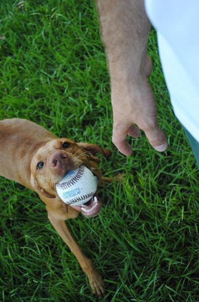 dog with ball_thumb[6]