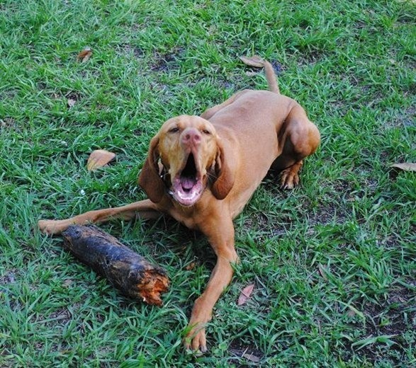 dog with stick_thumb[1]