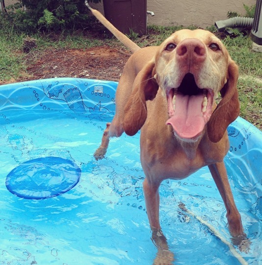happy dog_thumb[2]