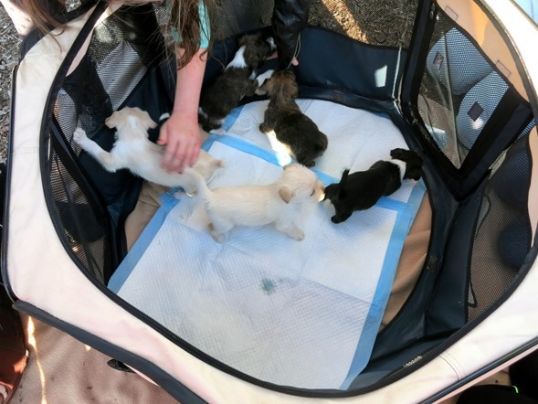shih tzu mix puppies