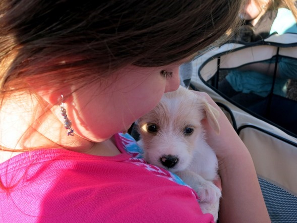 shih tzu mix puppy