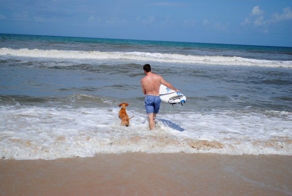 vizsla ocean_thumb[1]