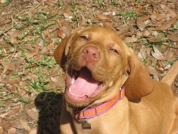 vizsla puppy_thumb