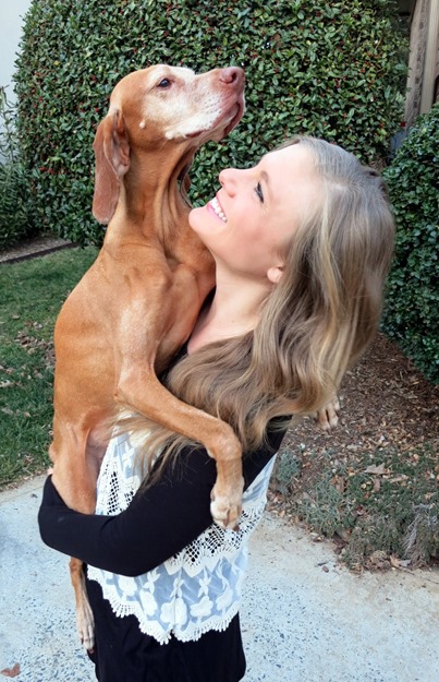 vizsla