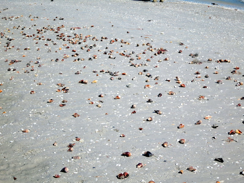 Sanibel Island Highlights Peanut Butter Fingers