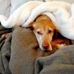 blanket fort blanket fort