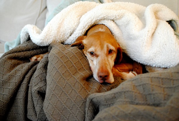 blanket fort