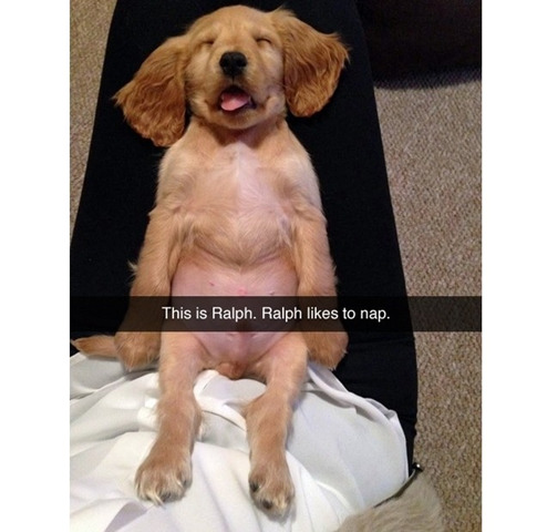 funny napping dog