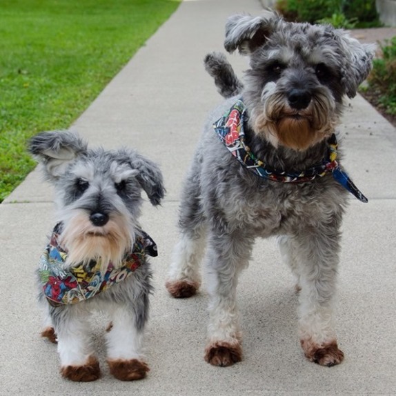 pet stuffed animal