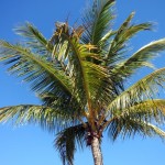 sanibel palm tree