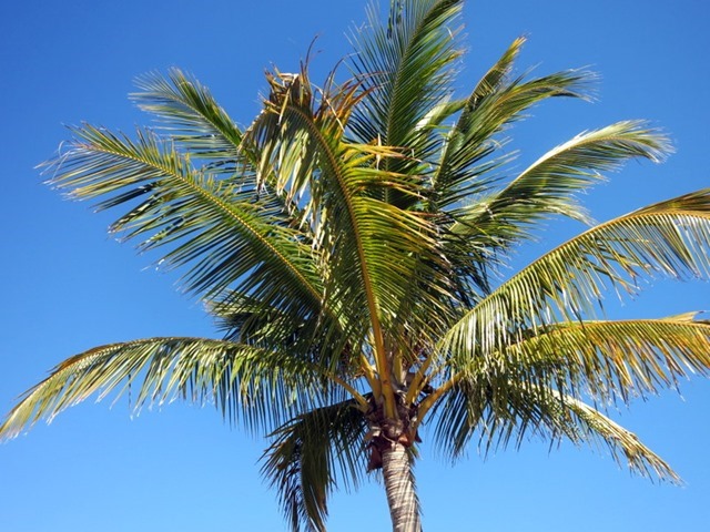 sanibel palm tree